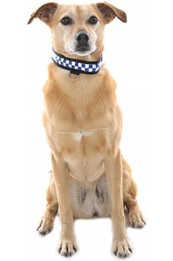 Prolite hot sale dog collar